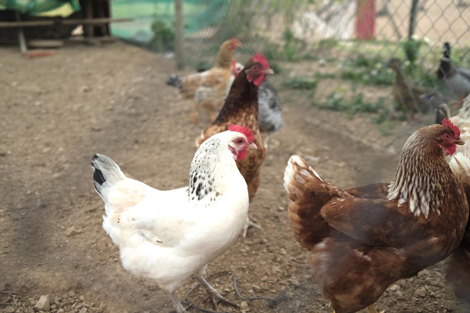 Finca Hotel Ses Cases Noves Sant Llorenc Des Cardassar Dış mekan fotoğraf